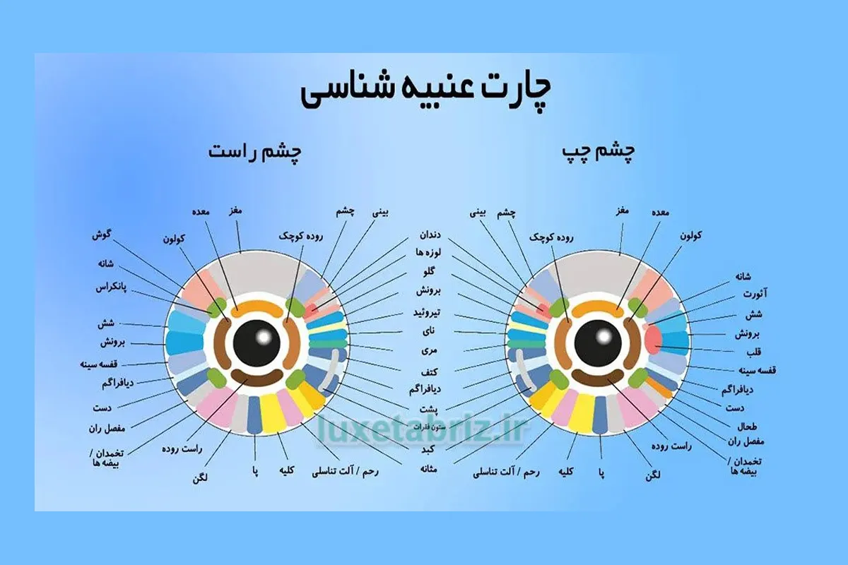 تفسیرنمودار عنبیه شناسی