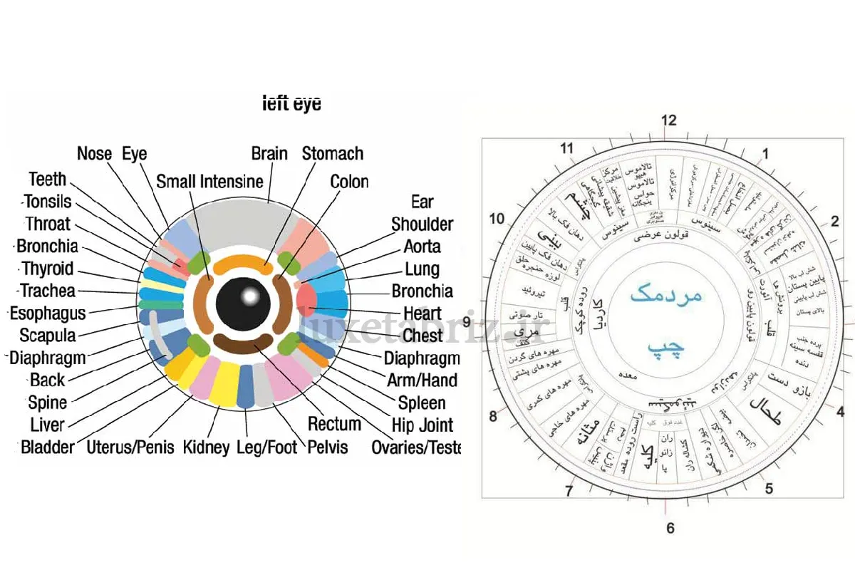 عنبیه شناسی چشم چپ